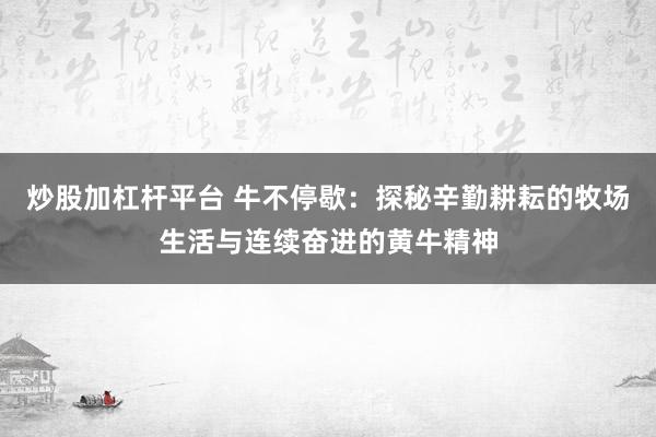 炒股加杠杆平台 牛不停歇:探秘辛勤耕耘的牧场生活与连续奋进的黄牛精神
